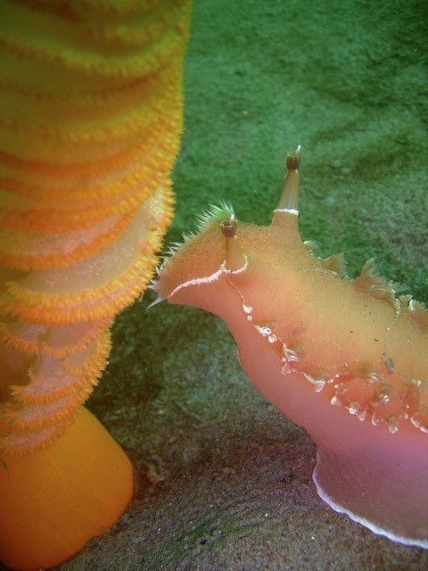 Sea slug feeds on a sea pen