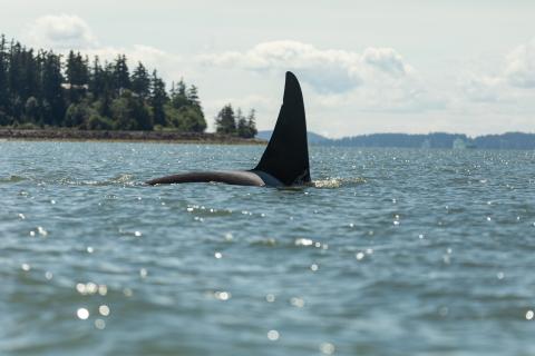 An orca fin breaching the water off the coast