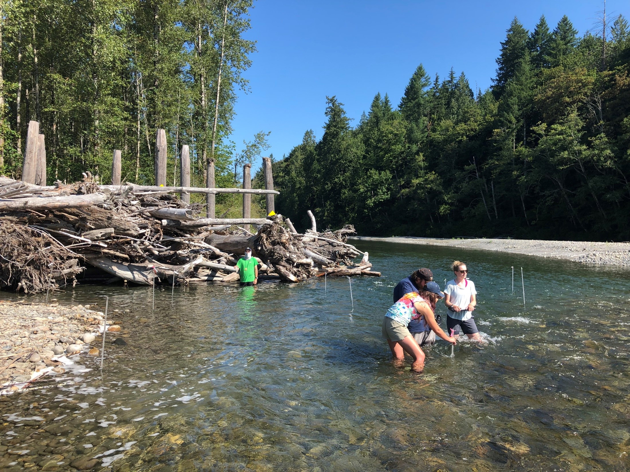 Restoration crew working in river