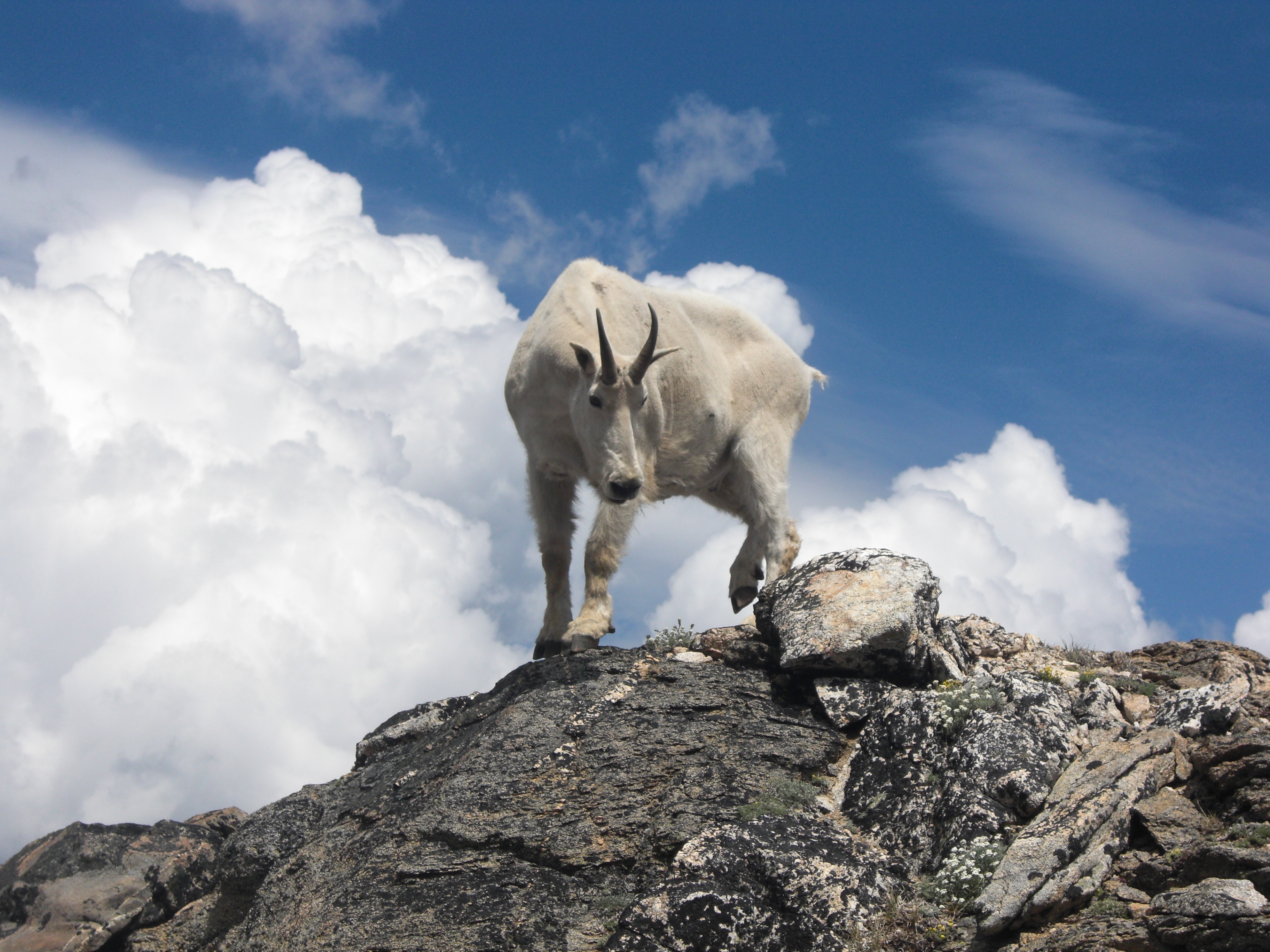 mountain goat standing on a rocky mountain 